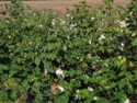 Cotton growing in the Frogmore fields